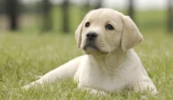 Page Toiletpapier - Eco - Duurzaam - 24 Rollen - Voordeelverpakking -Huishoudelijke Artikelen Winkel 1200x697